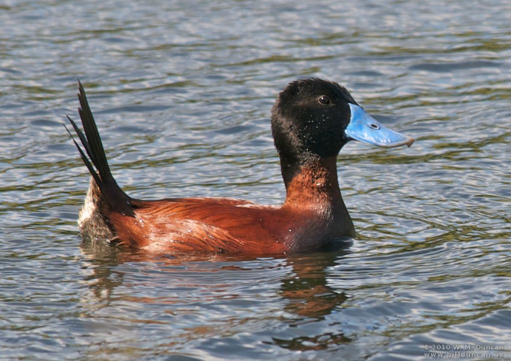 Ruddy Duck