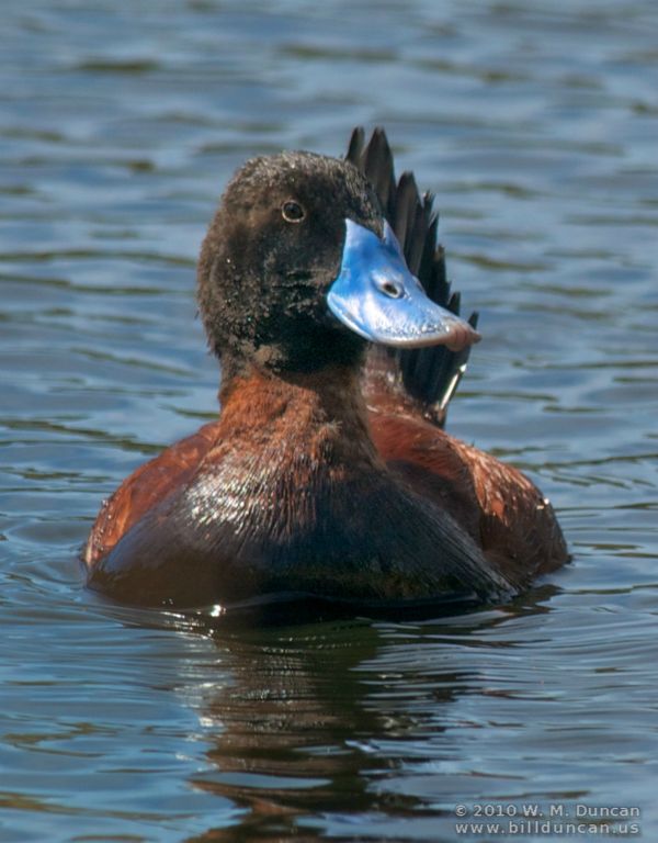 Ruddy Duck
