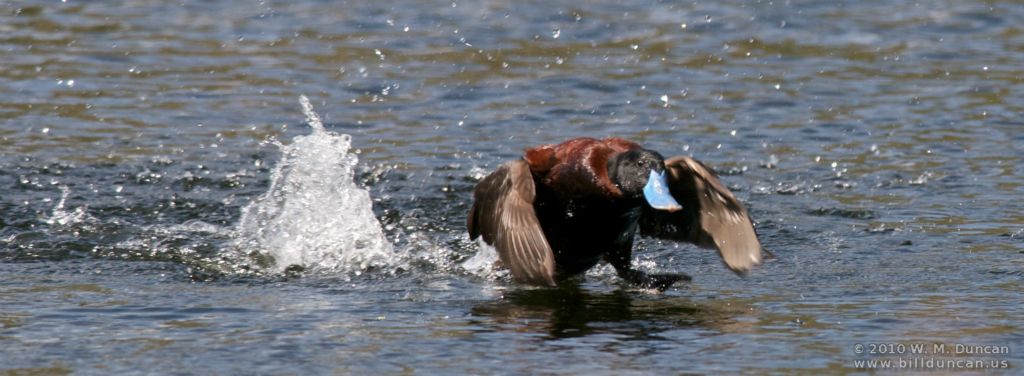 Ruddy Duck
