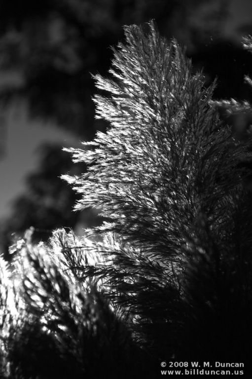 Garden grass in Moab, Utah